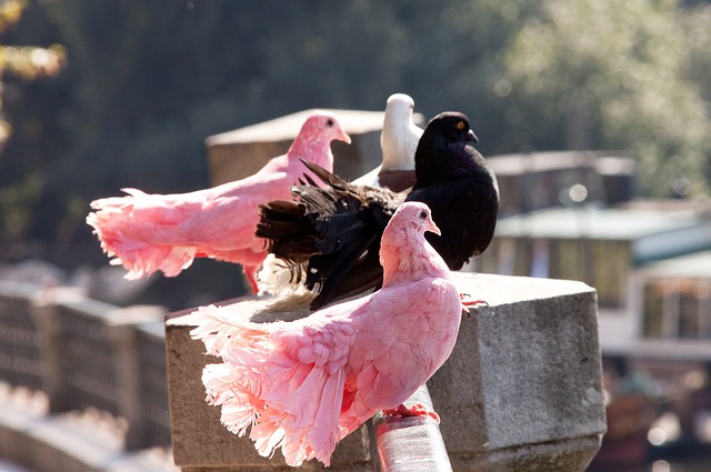 雪上加霜，邮报：鲁本和B席赛后与葡萄牙球迷发生摩擦